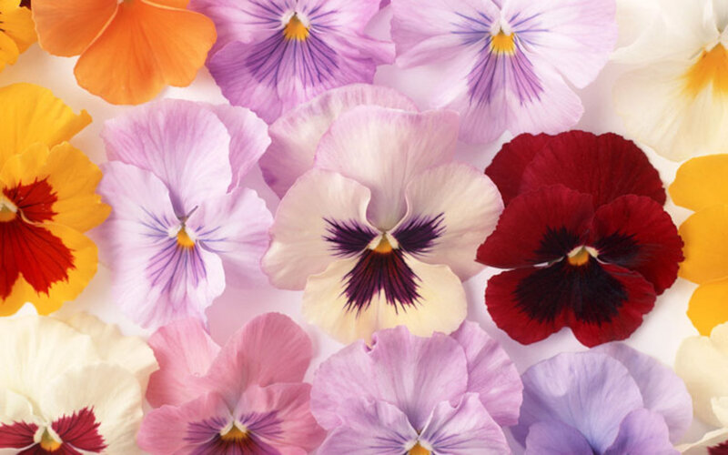 Pansy Flowers — Purple, Colorful