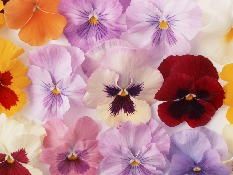 Pansy Flowers — Purple, Vibrant, Photograph