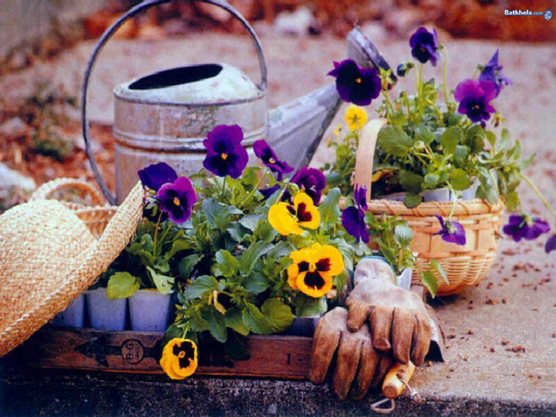 Pansy Plants in Baskets