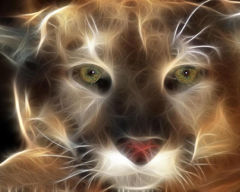 Panther Face