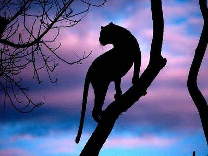 Panther on Tree Branch