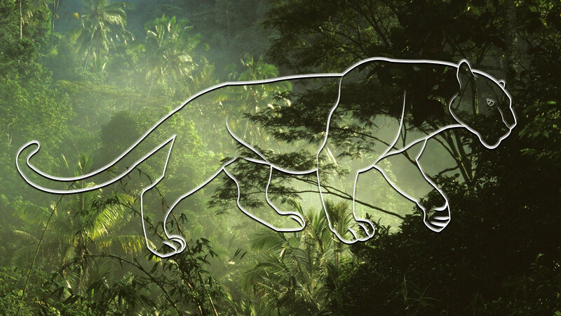 Panther Outline in Jungle