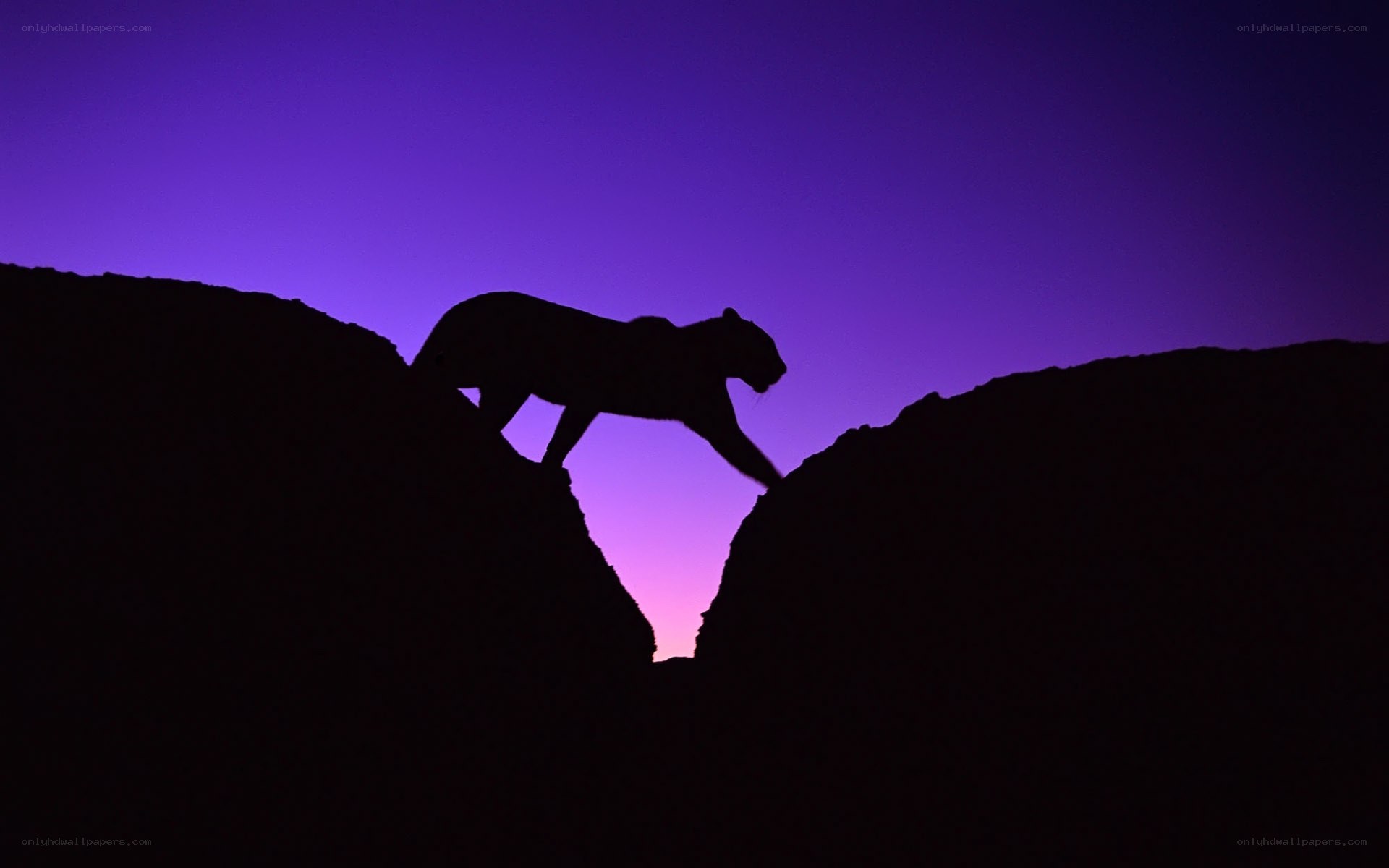 Panther silhouette at dusk