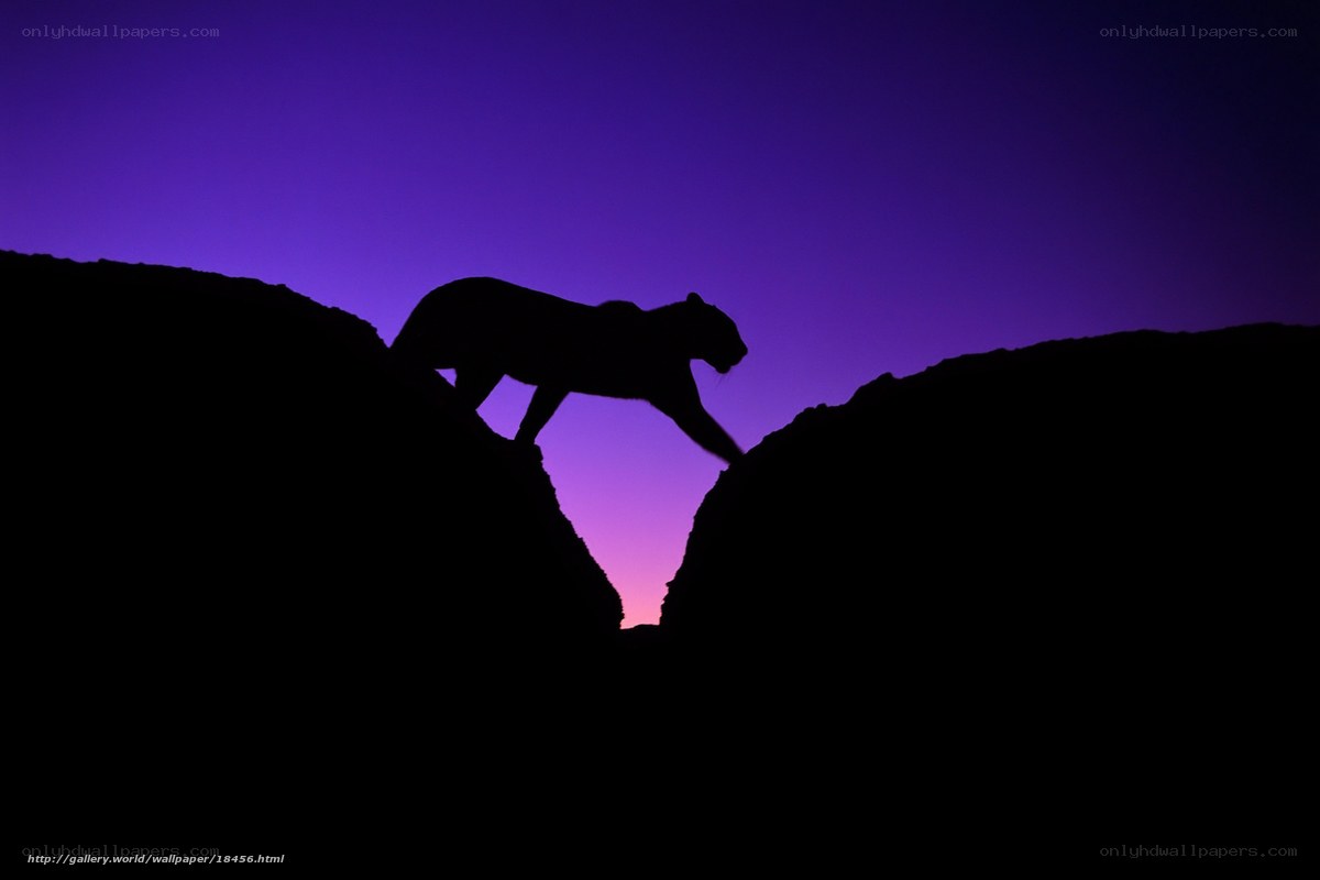 Panther silhouette at dusk