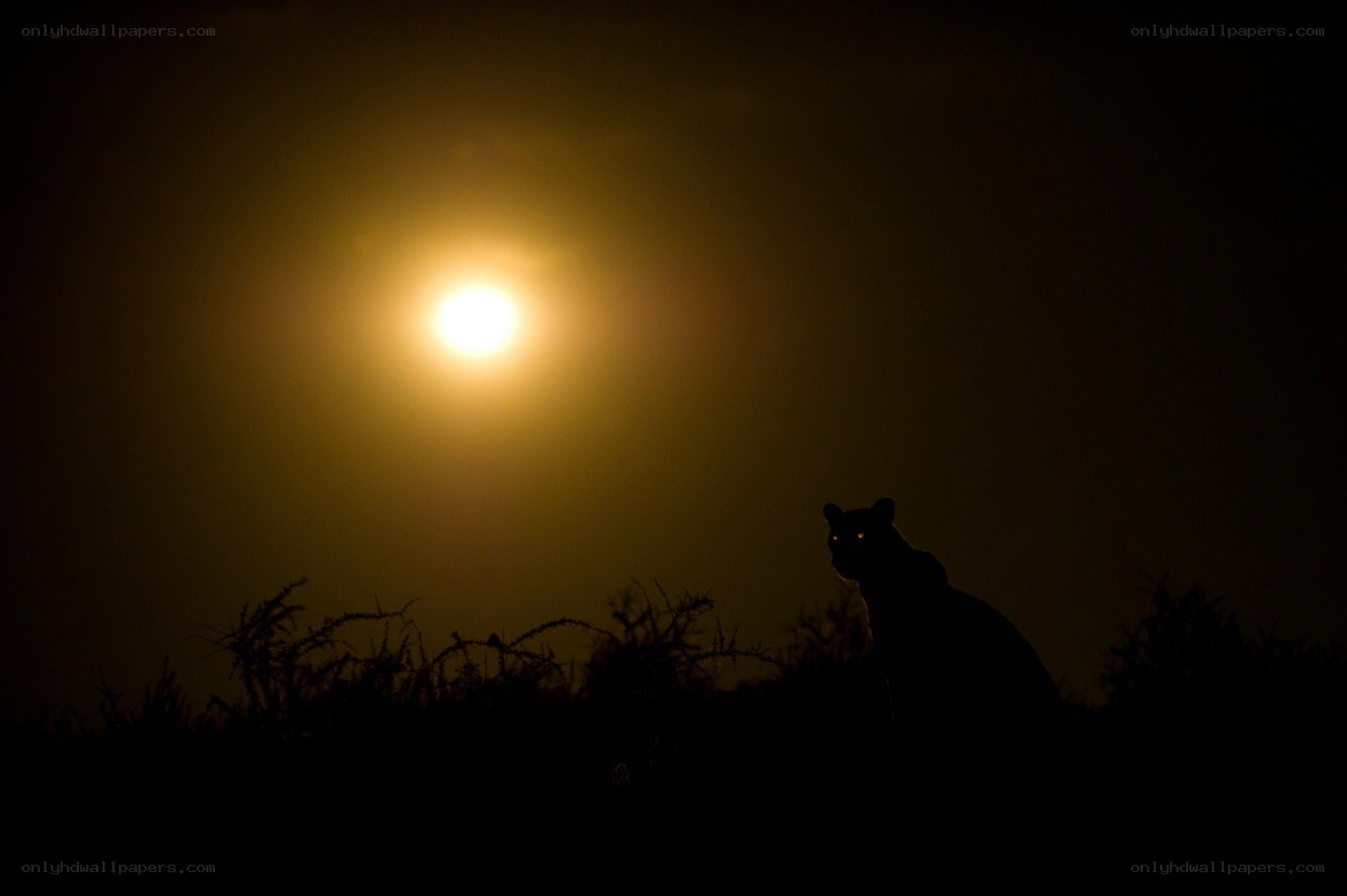 Panther silhouette at night