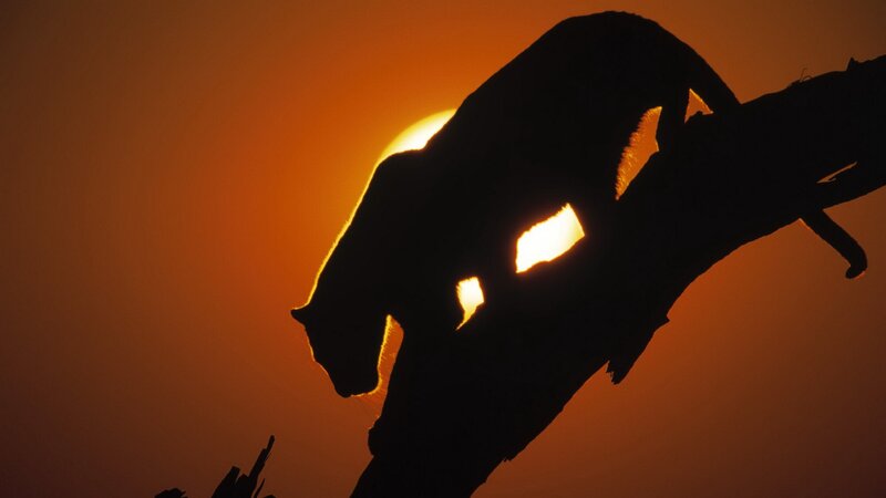 Panther silhouette at sunset
