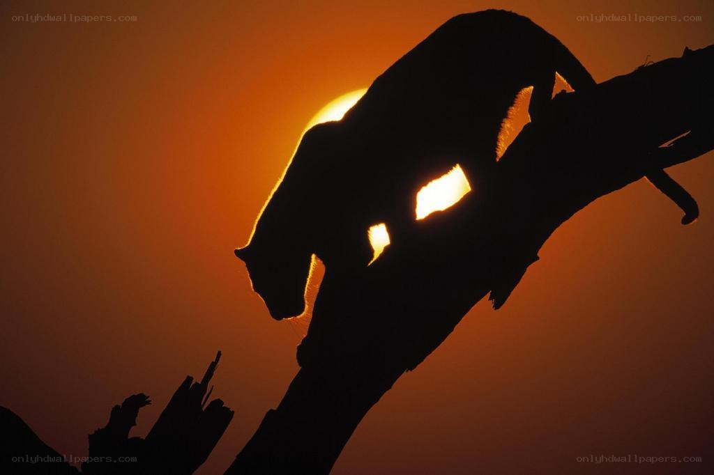 Panther silhouette at sunset