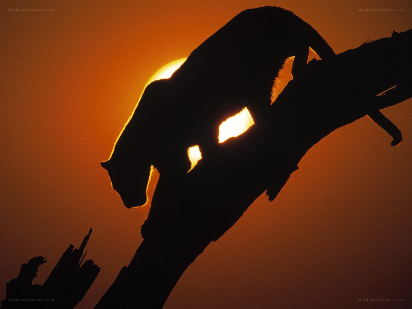 Panther silhouette at sunset