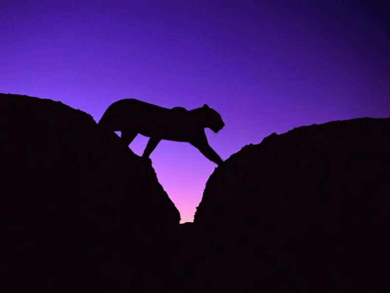 Panther Silhouette — Purple