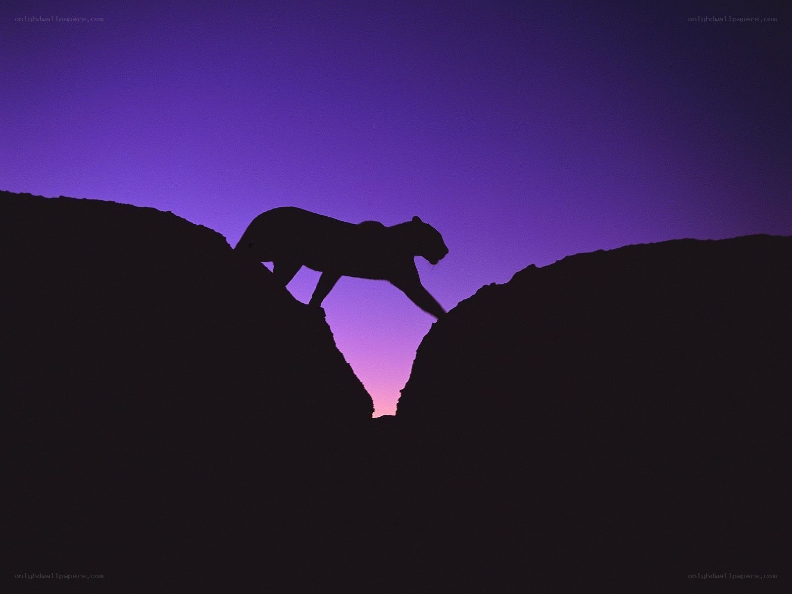 Panther silhouetted at dusk