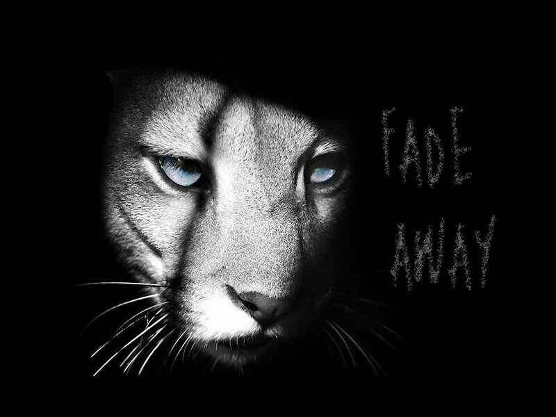 Panther with glowing eyes
