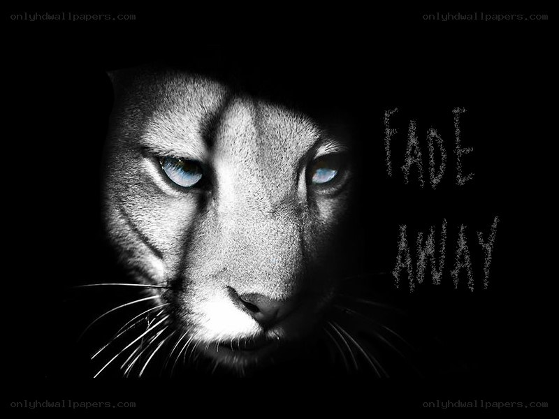 Panther with glowing eyes