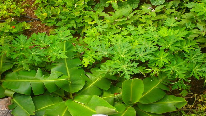 Papaya and Banana Plants