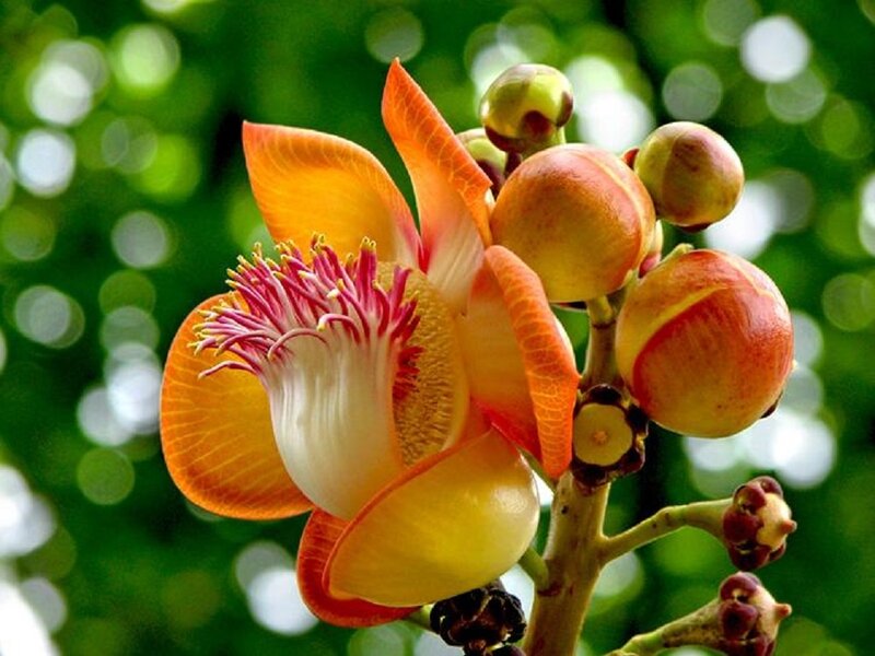 Papaya Flower and Buds