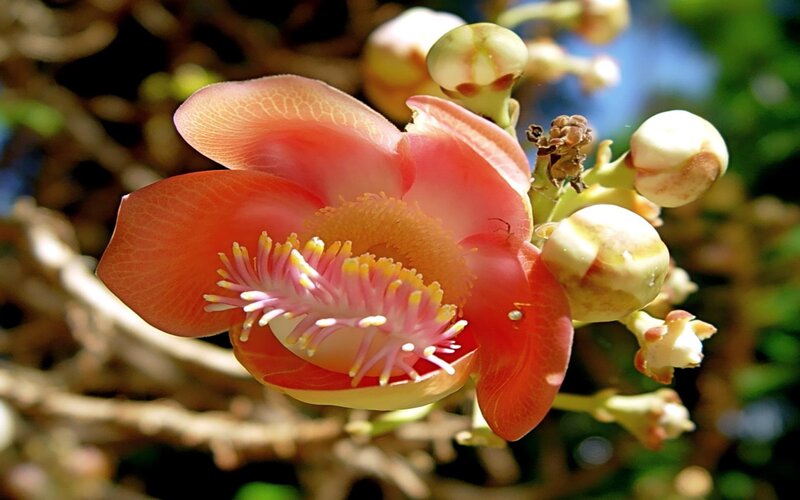 Papaya Flower — Pink, Natural