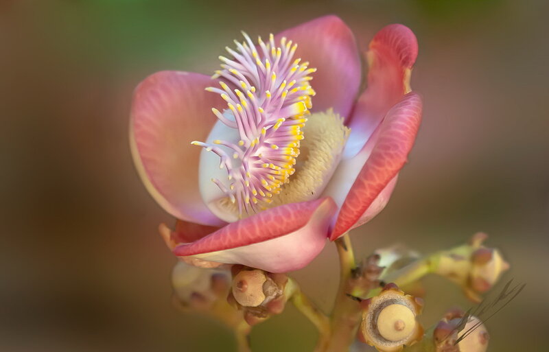 Papaya Flower — Pink