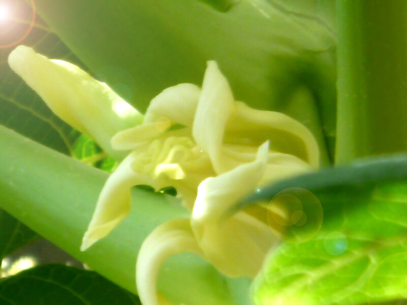 Papaya Flower