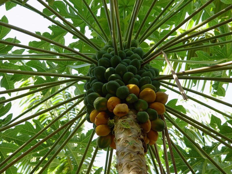 Papaya Fruit Cluster
