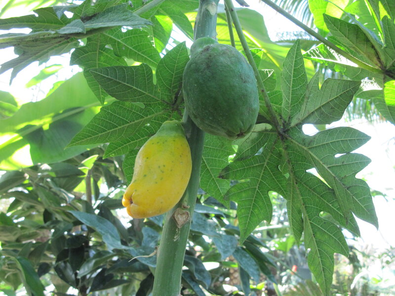 Papaya Fruits on Tree