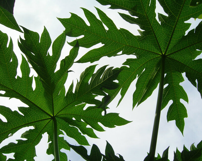 papaya leaves against sky