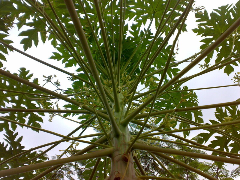 Papaya Tree from Below