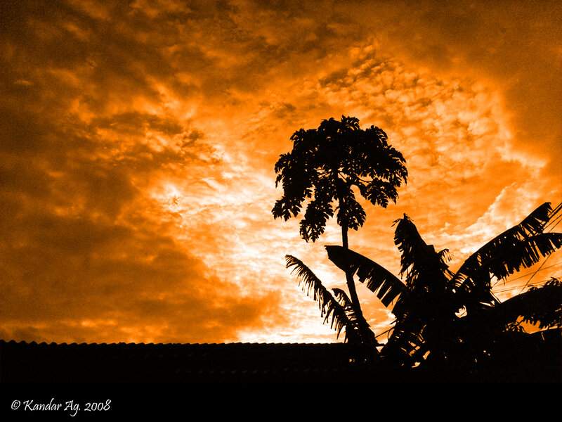 Papaya Tree Silhouette
