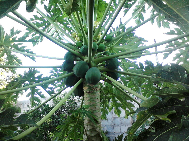 Papaya Tree with Fruit — Green