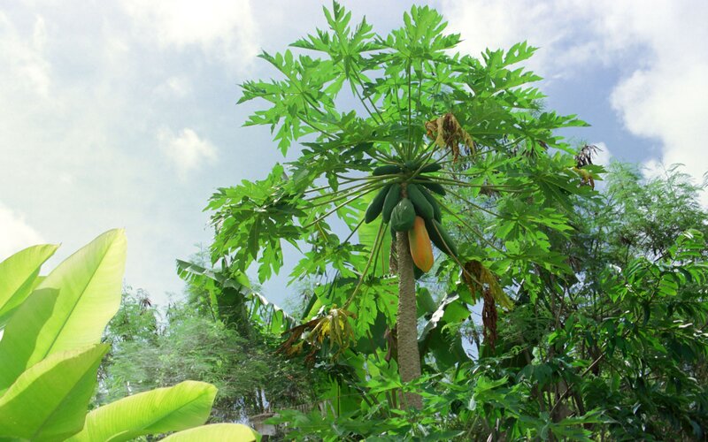 Papaya tree with fruit