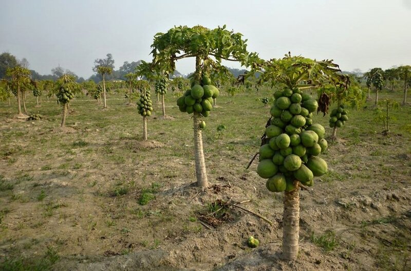 Papaya Trees in Field