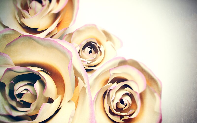 Paper Roses in Close-up