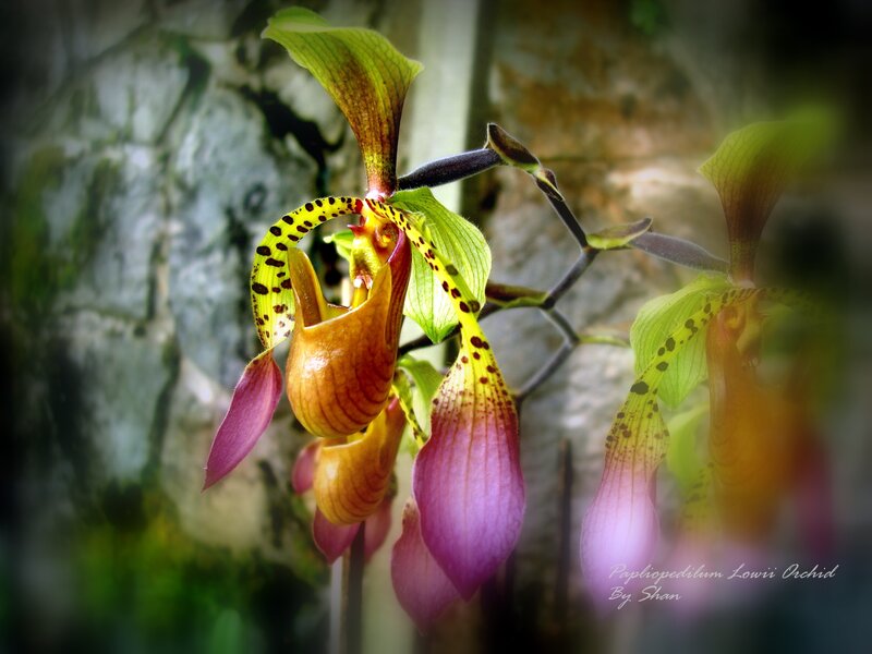 Paphiopedilum Lowii Orchid