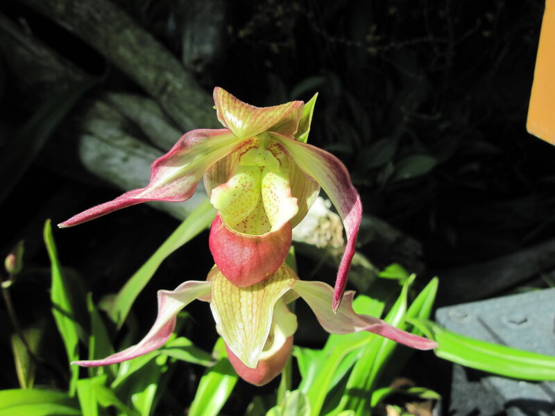 Paphiopedilum Orchid Flower — Green