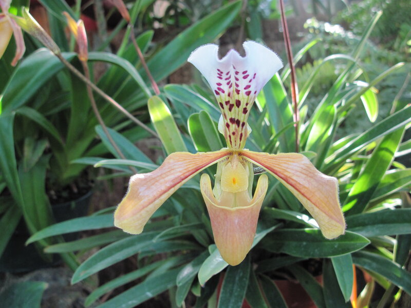 Paphiopedilum Orchid Flower — White