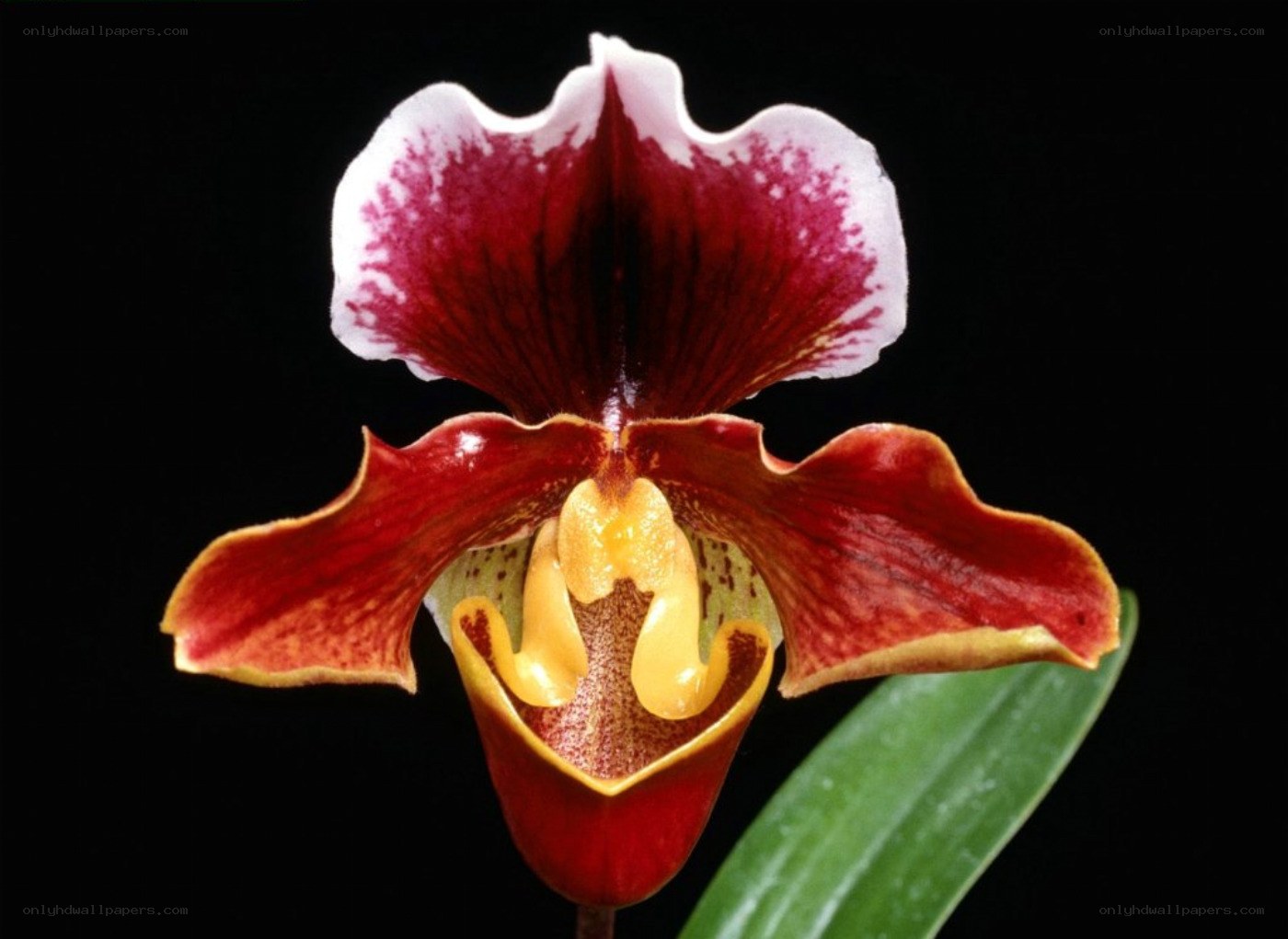 Paphiopedilum orchid flower