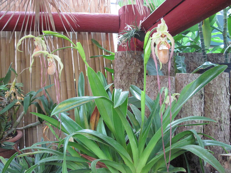 Paphiopedilum Orchid — Green