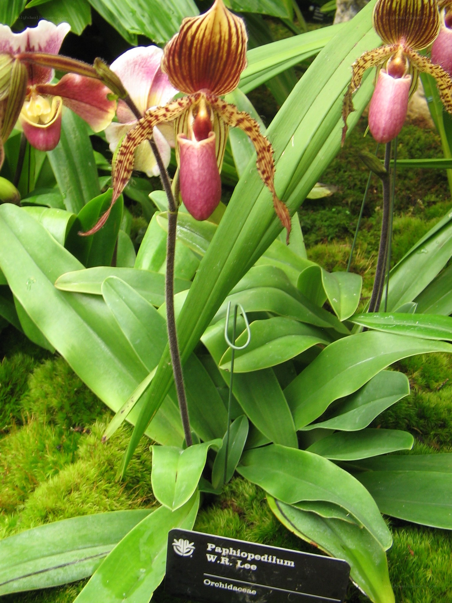 Paphiopedilum orchid in bloom