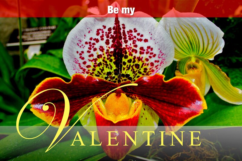 Paphiopedilum Orchid — Red