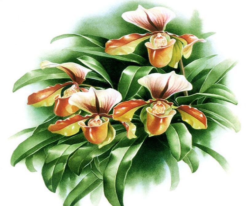 Paphiopedilum Orchid