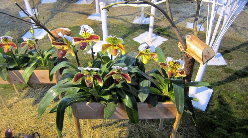 Paphiopedilum Orchids — Green, Calm