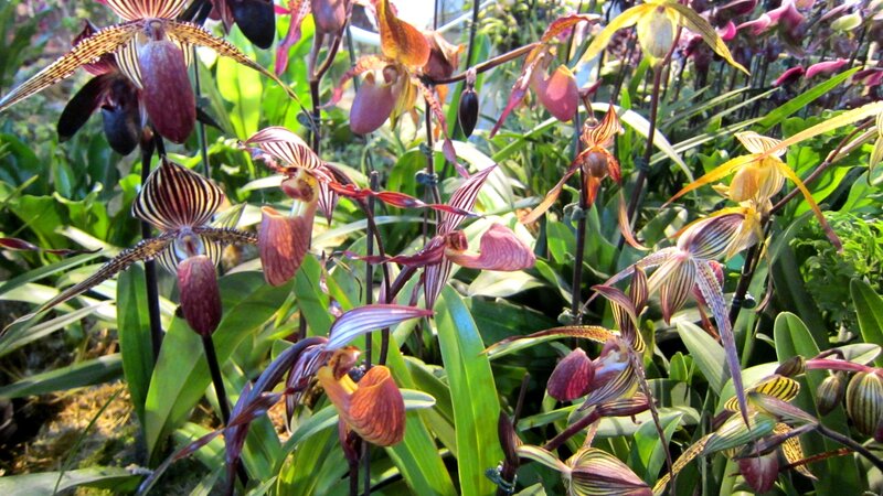 Paphiopedilum Orchids — Green, Natural
