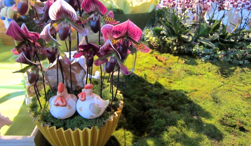 Paphiopedilum Orchids — Green, Serene