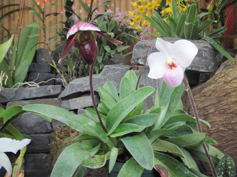 Paphiopedilum Orchids — Green