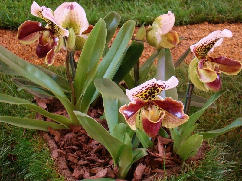 Paphiopedilum orchids in garden