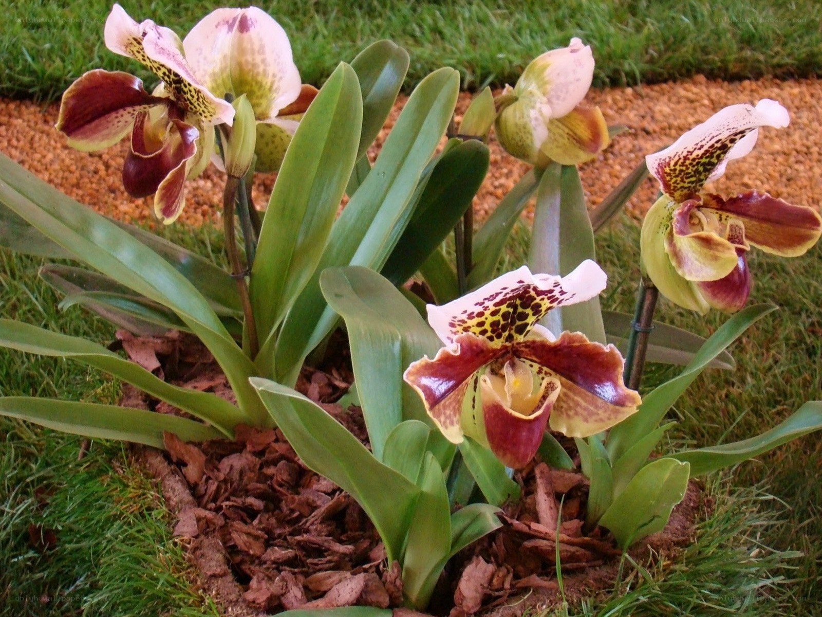 Paphiopedilum orchids in garden