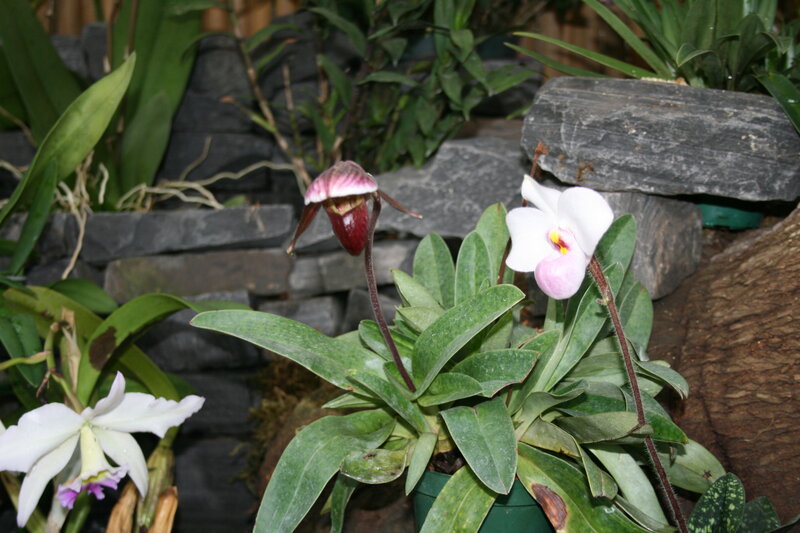 Paphiopedilum Orchids