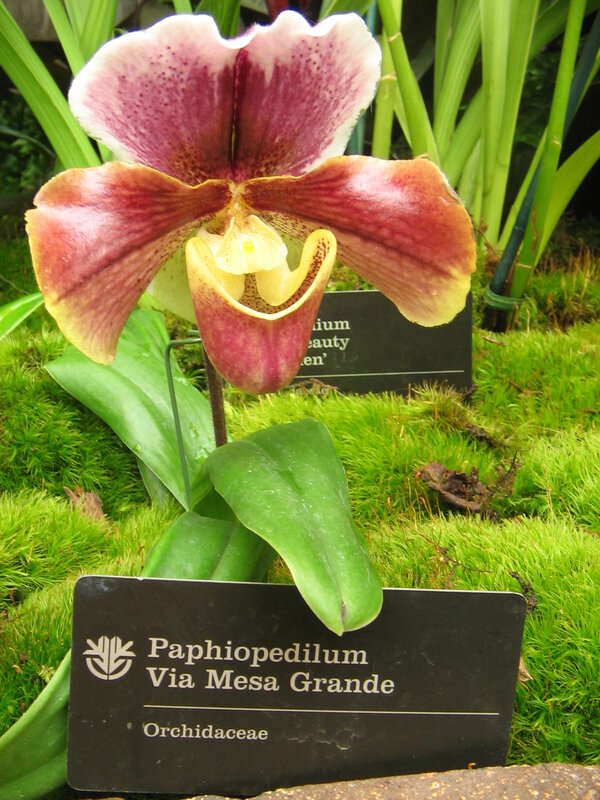 Paphiopedilum Via Mesa Grande flower