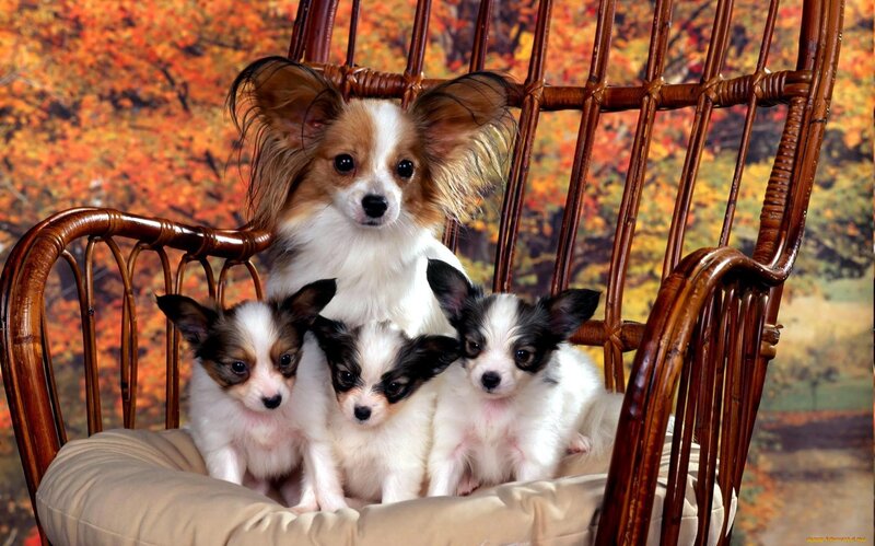 Papillon Dog and Puppies