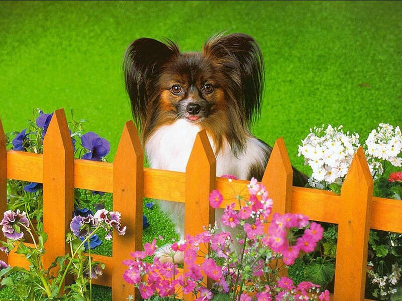 Papillon Dog Behind Fence