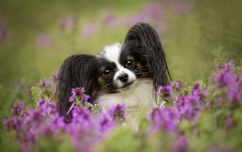 Papillon Dog in Flowers