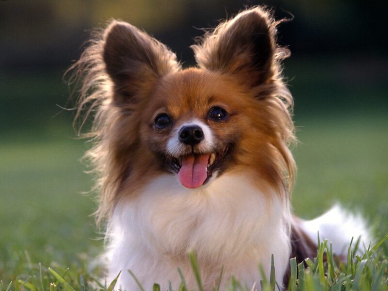Papillon Dog in Grass — Brown, Happy